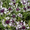 Centaurea montana 'Purple Heart'