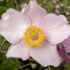 Anemone hupehensis 'Hadspen Abundance'