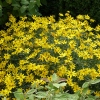 Coreopsis verticillata 'Zagreb'