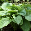 Hosta 'Empress Wu'