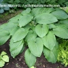 Hosta 'Niagara Falls'