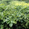 Pachysandra terminalis