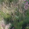 Molinia caerulea 'Moorhexe'