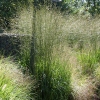 Molinia arundinacea 'Windsäule'