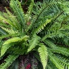 Blechnum spicant