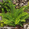 Polystichum setiferum 'Herrenhausen'