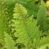 Polystichum setiferum 'Plumosum Densum'