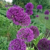 Allium aflatunense 'Purple Sensation'