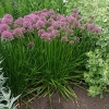 Allium 'Millenium'