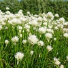 Allium schoenoprasum 'Corsican White'