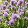 Allium schoenoprasum 'Rising Star'