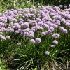 Allium senescens ssp senescens