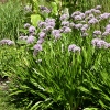 Allium 'Summer Beauty'