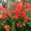 Crocosmia 'Carmine Brilliant'