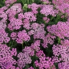 Achillea millefolium 'Pink Grapefruit'®