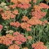 Achillea millefolium 'Safran'