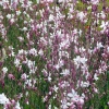 Gaura lindheimeri 'Summer Breeze'