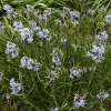 Amsonia hubrichtii