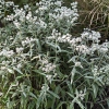 Anaphalis triplinervis 'Sommerschnee'