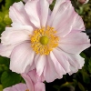 Anemone japonica hybr 'Königin Charlotte'