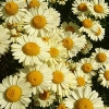 Anthemis tinctoria 'E.C. Buxton'