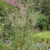 Artemisia lactiflora 'Guizhou'
