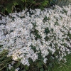 Aster divaricatus 'Eastern Star'