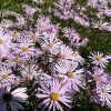 Aster pyrenaeus 'Lutetia'