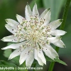 Astrantia major 'Shaggy'