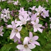 Campanula lactiflora 'Loddon Anna'