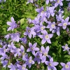 Campanula lactiflora 'Prichard's Variety'