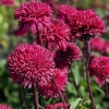 Echinacea 'Blackberry Truffle'®