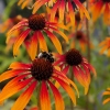 Echinacea 'Fiery Meadow Mama'®