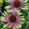 Echinacea purpurea 'Green Twister'