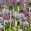 Echinops sphaerocephalus 'Arctic Glow'