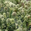 Eryngium yuccifolium