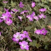 Geranium 'Tanya Rendall'®