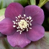 Helleborus orientalis 'Pretty Ellen Red'®