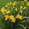 Hemerocallis citrina