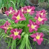 Hemerocallis 'Lavender Deal'