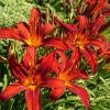 Hemerocallis 'Sammy Russel'