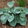 Hosta 'Abiqua Drinking Gourd'