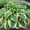 Hosta 'Diana Remembered'