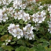 Geranium renardii