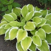 Hosta 'Fragrant Bouquet'