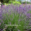 Lavandula x intermedia 'Phenomenal'®