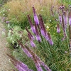 Liatris pycnostachya