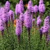 Liatris spicata 'Kobold'