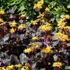 Ligularia dentata 'Britt-Marie Crawford'®