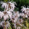 Monarda bradburiana